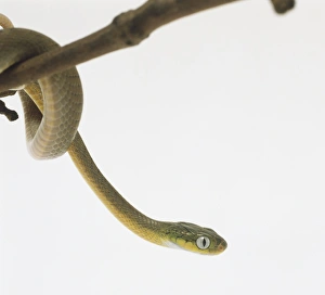 Side view of the pear-shaped head of a Green Cat-Eyed Snake which has large scales Side view of the pear-shaped head of a Green Cat-Eyed Snake which has large scales