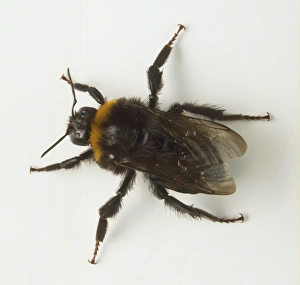 Queen Bee of Bumblebee