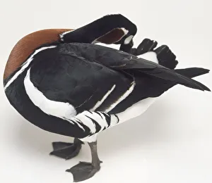 Side view of a Red-Breasted Goose with head turned toward its back and preening Side view of a Red-Breasted Goose with head turned toward its back and preening