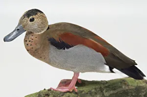 Side view of a Ringed Teal drake standing on a lichen-covered branch Side view of a Ringed Teal drake standing on a lichen-covered branch