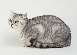 Side View of a Silver Spotted British Shorthair Cat Art