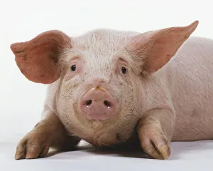 Front view of six-month-old Pink Piglet lying down Front view of six-month-old Pink Piglet lying down
