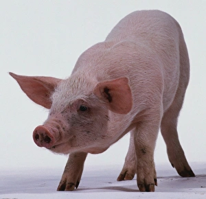 Front view of six-week-old Pink Piglet, with head down Front view of six-week-old Pink Piglet, with head down
