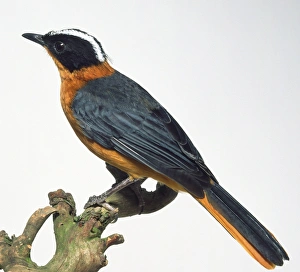 Saxicolinae Gallery: Side view of a Snowy-Headed Robin-Chat perching on a branch, with its head in profile