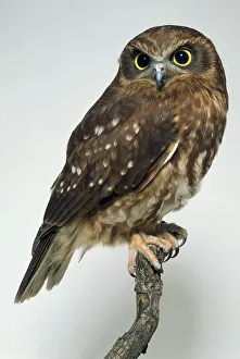 Side view of a Southern Boobook Owl, perching on a branch, with head facing forwards Side view of a Southern Boobook Owl, perching on a branch, with head facing forwards