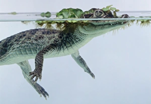 Side view of Spectacled Caiman, Caiman crocodilus, with head half-submerged covered in Side view of Spectacled Caiman, Caiman crocodilus, with head half-submerged covered in