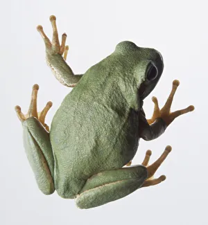 Above view squatting pale green treefrog with sticky toe pads on its feet Above view squatting pale green treefrog with sticky toe pads on its feet