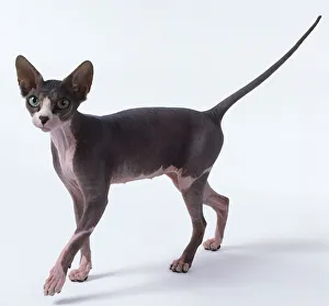 Side view of a standing Brown and White Sphynx, with the head detailed in close-up Side view of a standing Brown and White Sphynx, with the head detailed in close-up