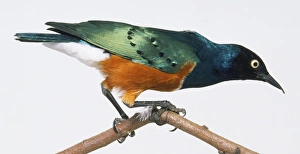 Side view of a Superb Starling perched on a branch. The colours of the birds feathers Side view of a Superb Starling perched on a branch. The colours of the birds feathers