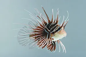 Side view of Tailbar Lionfish, Pterois radiata Side view of Tailbar Lionfish, Pterois radiata
