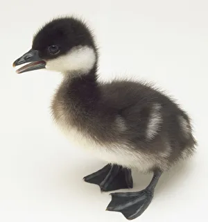 Side view of a three-day-old Smew duckling, with head in profile showing the narrow Side view of a three-day-old Smew duckling, with head in profile showing the narrow