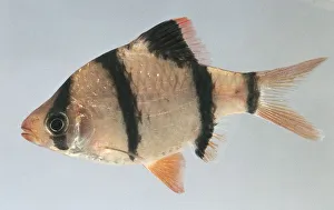 Side view of tiger barb (Barbus tetrazona) Side view of tiger barb (Barbus tetrazona)