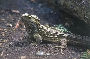 Tuataras Collection: Side view of a tuatara, the sole remaining species of an order of reptiles which evolved around