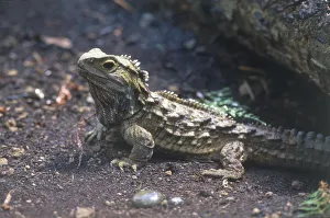 Side view of a tuatara, the sole remaining species of an order of reptiles which evolved Side view of a tuatara, the sole remaining species of an order of reptiles which evolved