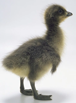 Side view of a two-day-old gosling of the Red-Breasted Goose, with head in profile showing its short bill Side view of a two-day-old gosling of the Red-Breasted Goose, with head in profile showing its short bill