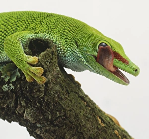 Side view of upper torso of Madagascar Day Gecko, Phelsuma madagascariensis Side view of upper torso of Madagascar Day Gecko, Phelsuma madagascariensis