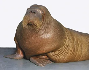 Front view of Walrus, Odobenus rosmarus Front view of Walrus, Odobenus rosmarus