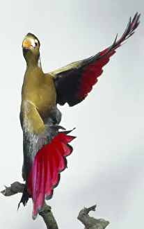 Side view of a White-Cheeked Turaco, Tauraco leucotis, in flight showing various colours Side view of a White-Cheeked Turaco, Tauraco leucotis, in flight showing various colours