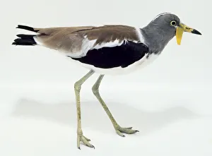 Side view of a White-Headed Lapwing with head in profile, showing the yellow facial wattle, long, pointed bill, brown, black, grey and white plumage and long legs Side view of a White-Headed Lapwing with head in profile, showing the yellow facial wattle, long, pointed bill, brown, black, grey and white plumage and long legs