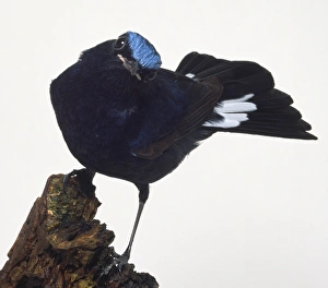 Chat Thrush Gallery: Side view of a White-Tailed Robin perching on a decaying tree stump. The bird is leaning forwards