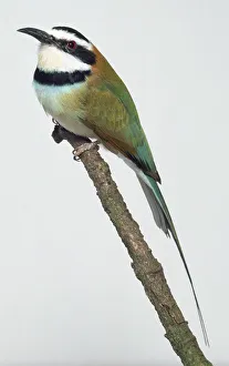 Side view of a White-Throated Bee-Eater with head in profile, perching on a branch Side view of a White-Throated Bee-Eater with head in profile, perching on a branch