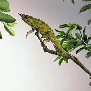 Side view of a yellow-green to dark green Jacksons Chameleon on a branch Side view of a yellow-green to dark green Jacksons Chameleon on a branch