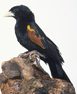 Side view of a Yellow-Shouldered Widowbird, perching on a decaying tree stump Side view of a Yellow-Shouldered Widowbird, perching on a decaying tree stump