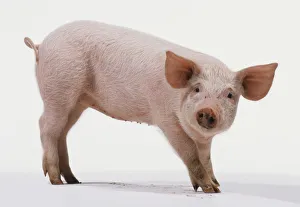 <b class=qtipBold><figcaption>Side view of young Pink Pig</figcaption></b><br>Side view of young Pink Pig.<br><em>© Dorling Kindersley/UIG</em> Side view of young Pink Pig
