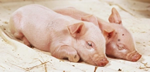 Side view of two young pink piglets sleeping Side view of two young pink piglets sleeping
