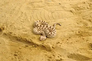 Viper of the Desert. Tunisia. Africa Viper of the Desert. Tunisia. Africa