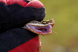<b class=qtipBold><figcaption>Vipera Aspis</figcaption></b><br><em>© Marka/Universal Images Group</em> Vipera Aspis