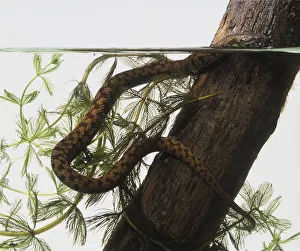 Viperine watersnake (Natrix maura) near a tree trunk, head above water Viperine watersnake (Natrix maura) near a tree trunk, head above water