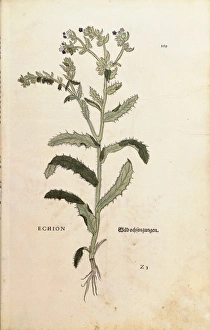 Vipers Bugloss or Blueweed - Echium vulgare (Echion) by Leonhart Fuchs from De historia Vipers Bugloss or Blueweed - Echium vulgare (Echion) by Leonhart Fuchs from De historia
