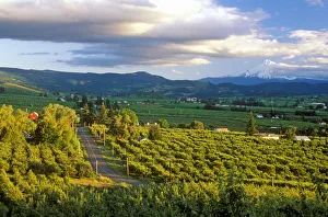 Vista of Hood River Valley with Mt. Hood, OR Vista of Hood River Valley with Mt. Hood, OR