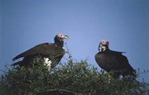 Two vultures perching on treetop, brown body, bald pink head, hooked beak Two vultures perching on treetop, brown body, bald pink head, hooked beak