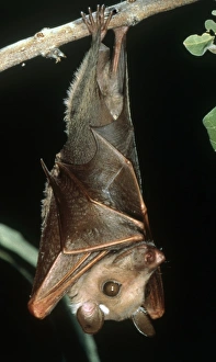 Wahlbergs epauletted fruit bat (Epomophorus wahlbergi), hanging from a branch Wahlbergs epauletted fruit bat (Epomophorus wahlbergi), hanging from a branch
