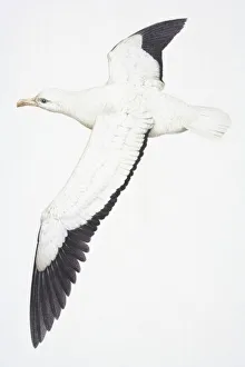 Wandering Albatross, Diomedea exulans, large white bird with black feathers at the end of Wandering Albatross, Diomedea exulans, large white bird with black feathers at the end of