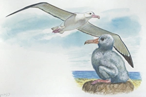 Wandering Albatross Diomedea exulans with chick, illustration Wandering Albatross Diomedea exulans with chick, illustration