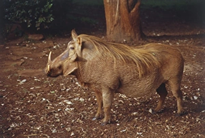 Warthog, Phacochoerus africanus, side view standing in dirt, brown skin, long mane flowing from head to middle-back, huge head, jaws bearing two sets of tusks, two pairs of bumps on face Warthog, Phacochoerus africanus, side view standing in dirt, brown skin, long mane flowing from head to middle-back, huge head, jaws bearing two sets of tusks, two pairs of bumps on face