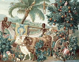 Wealth of the Indies. 17th century design for Gobelin tapestry showing rich flora Wealth of the Indies. 17th century design for Gobelin tapestry showing rich flora