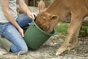 Weaning a calf