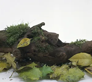 Least weasel (Mustela nivalis) peeking out of moss-covered log Least weasel (Mustela nivalis) peeking out of moss-covered log