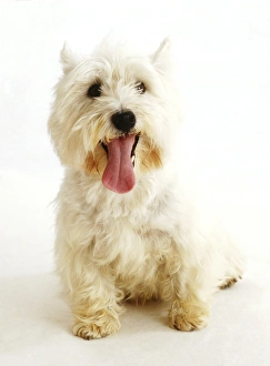 West Highland White Terrier (Canis familiaris) sitting with its tongue hanging out West Highland White Terrier (Canis familiaris) sitting with its tongue hanging out