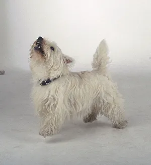 A West Highland White Terrier with long white fur barks while sticking its nose in the air A West Highland White Terrier with long white fur barks while sticking its nose in the air