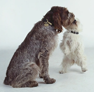 West Highlands Terrier shows submissive behavior by jumping up to lick the face of West Highlands Terrier shows submissive behavior by jumping up to lick the face of