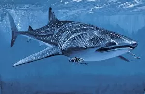 Whale shark swimming underwater (Rhincodon Typus)