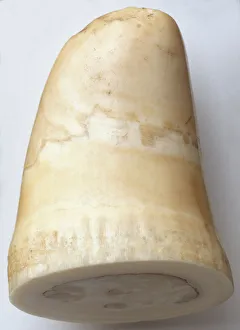 <b class=qtipBold><figcaption>Part of Whale Tooth</figcaption></b><br><em>© Dorling Kindersley/UIG</em> Part of Whale Tooth