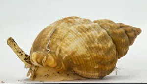 <b class=qtipBold><figcaption>Whelk</figcaption></b><br><em>© Dorling Kindersley/UIG</em> Whelk