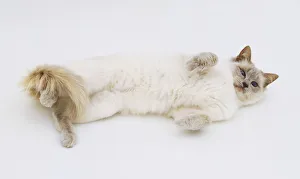 White Balinese Cat (Felis catus) rolling on its back, view from above White Balinese Cat (Felis catus) rolling on its back, view from above