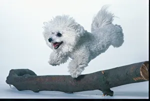 White Bichon frise in a playful mood, jumping over a branch White Bichon frise in a playful mood, jumping over a branch